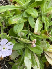 Silene undulata