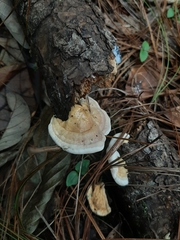 Trametes cubensis