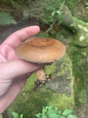 Paxillus