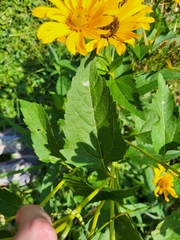 Heliopsis helianthoides