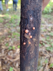 Hemitrichia decipiens