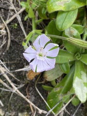 Silene undulata
