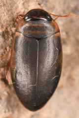 Dytiscidae