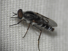 Ozodiceromyia notata