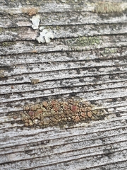 Lecanora varia