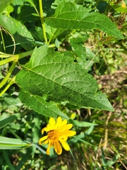 Heliopsis helianthoides