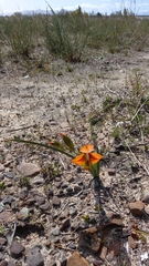 Gladiolus alatus
