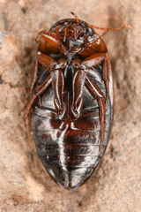 Dytiscidae