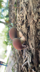 Cyclocybe parasitica