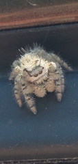 Phidippus otiosus