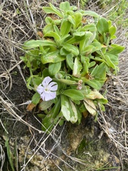 Silene undulata