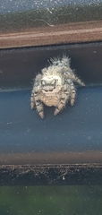 Phidippus otiosus