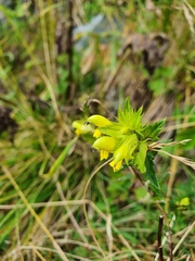 Rhinanthus glacialis