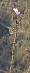 Utricularia resupinata