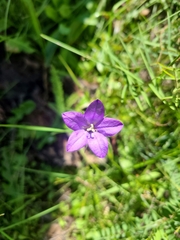 Campanula parryi