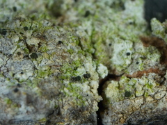 Microcalicium disseminatum