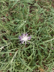 Centaurea aspera