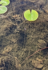 Utricularia resupinata