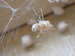 Parasteatoda