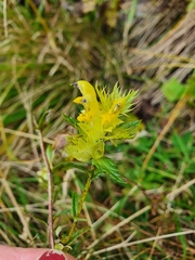 Rhinanthus glacialis