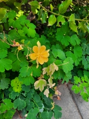 Aquilegia