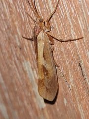 Limnephilus rhombicus