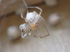 Parasteatoda