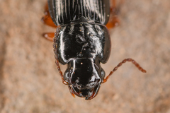 Harpalus nigritarsis