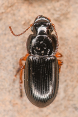 Harpalus nigritarsis
