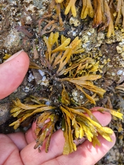 Pelvetiopsis limitata