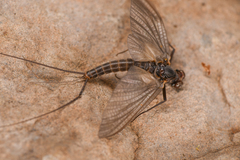 Leptophlebia cupida