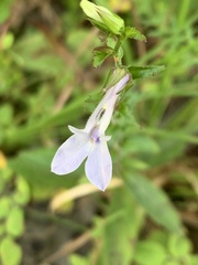Lobelia puberula