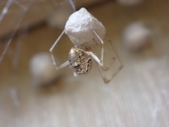 Parasteatoda