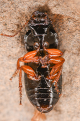 Harpalus nigritarsis