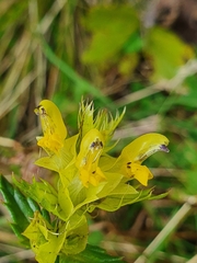Rhinanthus glacialis