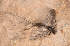 Leptophlebia cupida