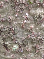 Adelges nordmannianae