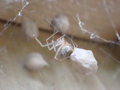 Parasteatoda
