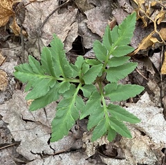 Sceptridium dissectum