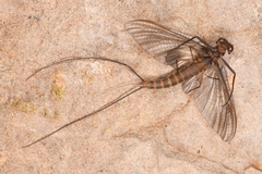 Leptophlebia cupida