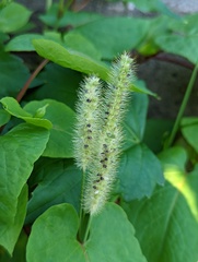 Setaria parviflora