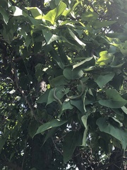 Catalpa speciosa