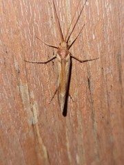 Limnephilus rhombicus