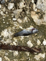 Poecilia latipinna