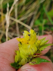 Rhinanthus glacialis