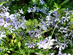 Phlox divaricata