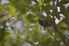 Neotibicen tibicen tibicen