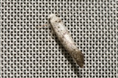 Swammerdamia compunctella