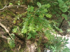 Abies amabilis