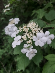 Viburnum opulus
